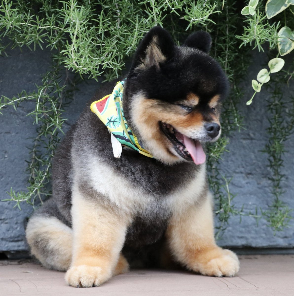 ポメころびページです＊ たろ吉(メスのポメ)の飼い主 (@kyabetubatake) / X