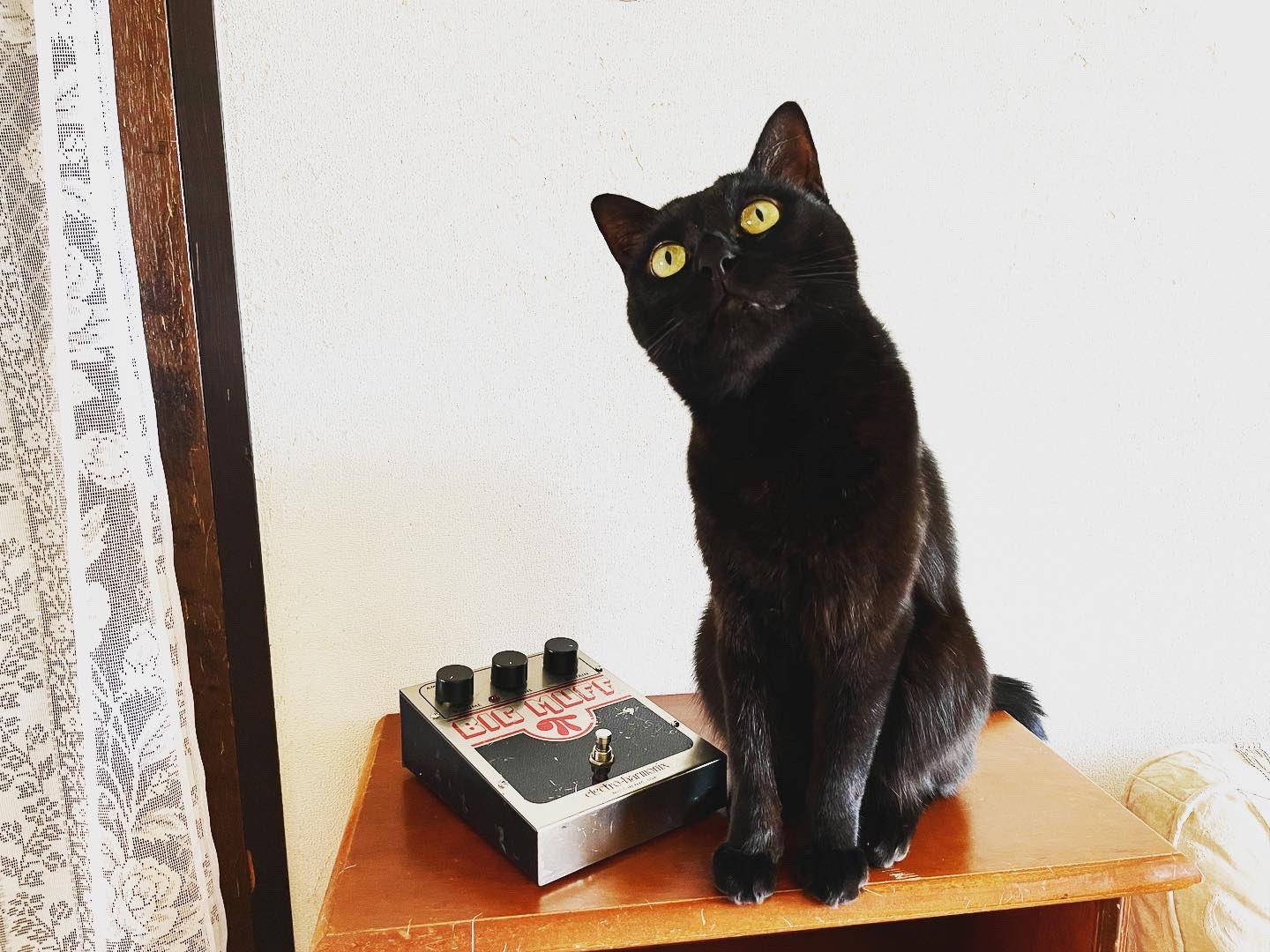 猫別府 on X: 