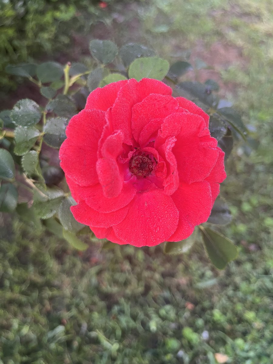 Randy Wells tweet media