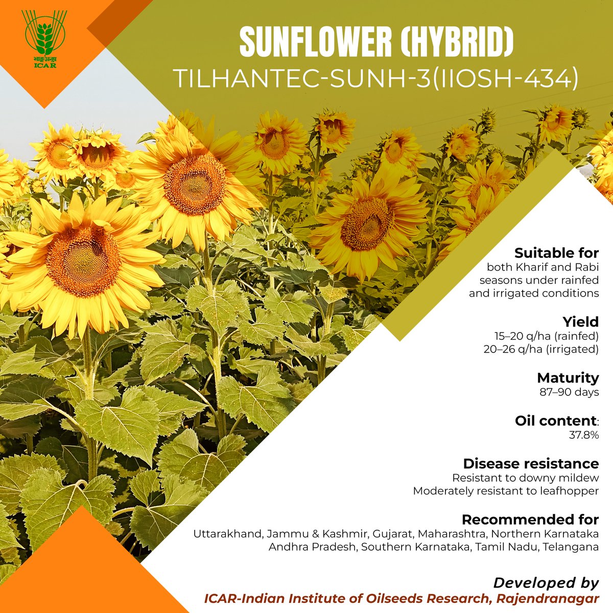 Indian Council of Agricultural Research. (@icarindia) on Twitter photo Sunflower (Hybrid) TilhanTec-SUNH-3 (IIOSH-434)
#OneICAR #Technology #ICAR <a href="/PMOIndia/">PMO India</a> <a href="/ChouhanShivraj/">Shivraj Singh Chouhan</a> <a href="/PIB_India/">PIB India</a> <a href="/AgriGoI/">Agriculture INDIA</a> <a href="/mygovindia/">MyGovIndia</a> Sunflower (Hybrid) TilhanTec-SUNH-3 (IIOSH-434)
#OneICAR #Technology #ICAR <a href="/PMOIndia/">PMO India</a> <a href="/ChouhanShivraj/">Shivraj Singh Chouhan</a> <a href="/PIB_India/">PIB India</a> <a href="/AgriGoI/">Agriculture INDIA</a> <a href="/mygovindia/">MyGovIndia</a>