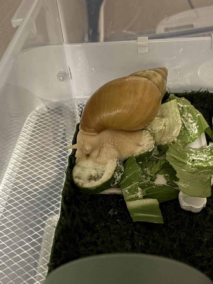 과식해버렸어.. 라는 표정이야