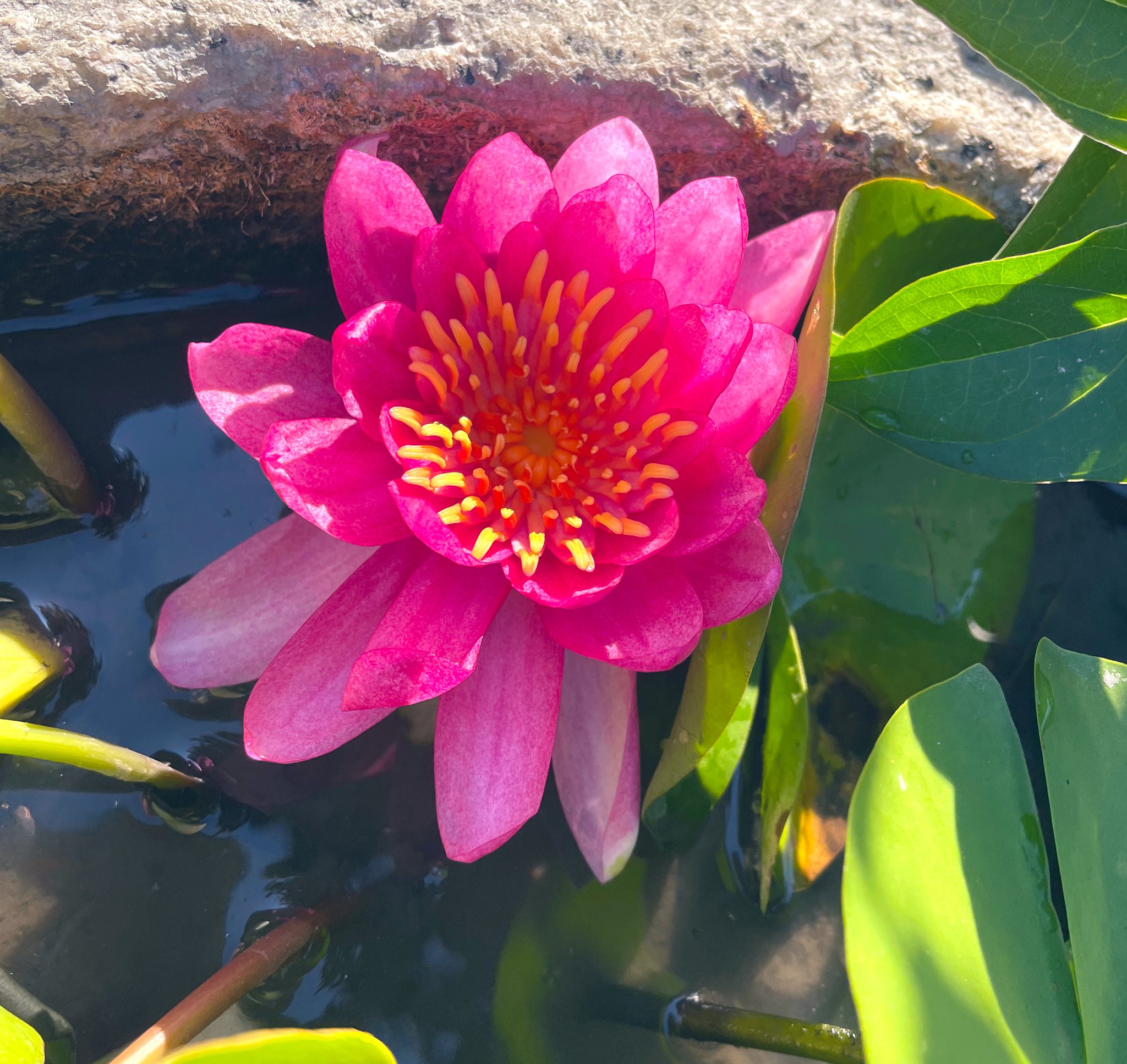 Lotus Petal 3枚セット 睡蓮の花びら Introducing the Lotus Petal Promo | WPN