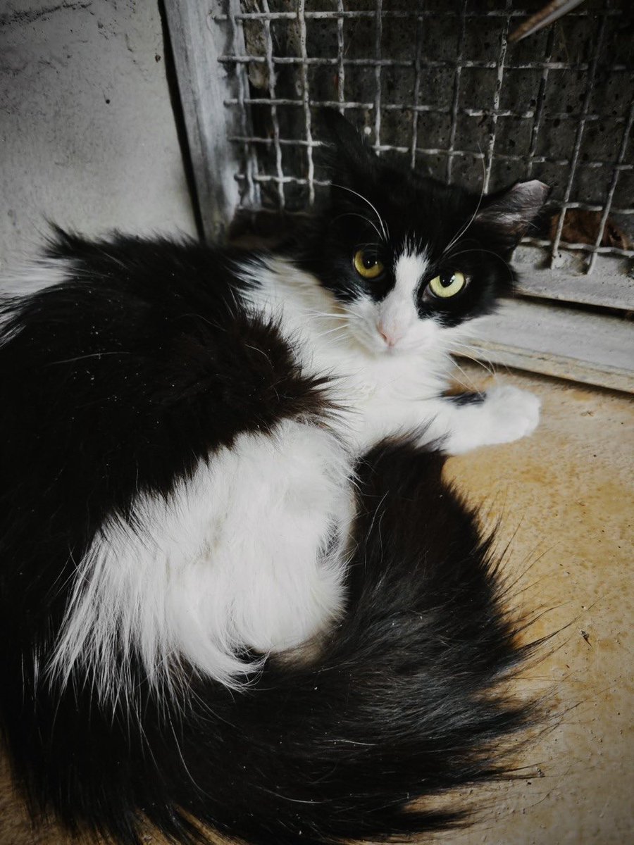 ❣️Hoy es #MartesDeAdopción y queremos pediros ayuda para que esta gatita de 2 meses encuentre lo antes posible un hogar o casa de acogida 🏡

🐈‍⬛ Perla es sorda y tiene ataxia, una condición que provoca movimientos involuntarios en su cuerpo por un problema en el sistema nervioso.