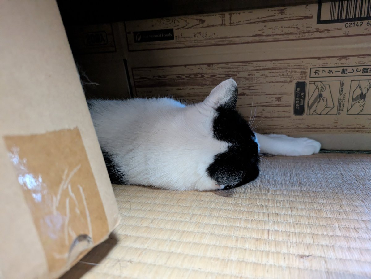 wellzo_hell's tweet image. 机の下族😸