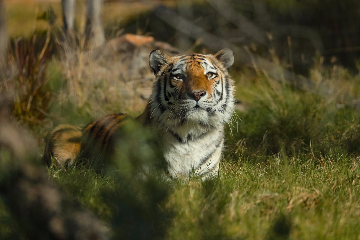 Amur Tiger Keeper’s Talk🐾
⏰: 11 AM | Weekends
#AlAinZoo