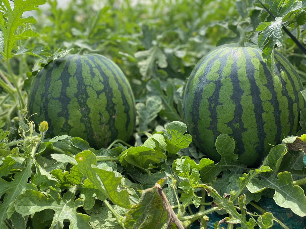 narafarm0373's tweet photo. お陰様で今年のスイカ全て完売しました🐾‼️‼️🍉

また。来年👋 https://t.co/UABiG4x9Cc