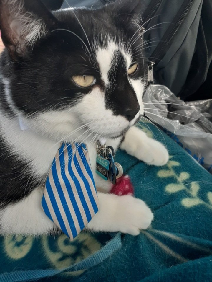 Good Morning and Happy Tuesday everyone!!!! I wore this tie just for you. Kitty hugs...Oreo 🖤🤍🖤 #Hedgewatch