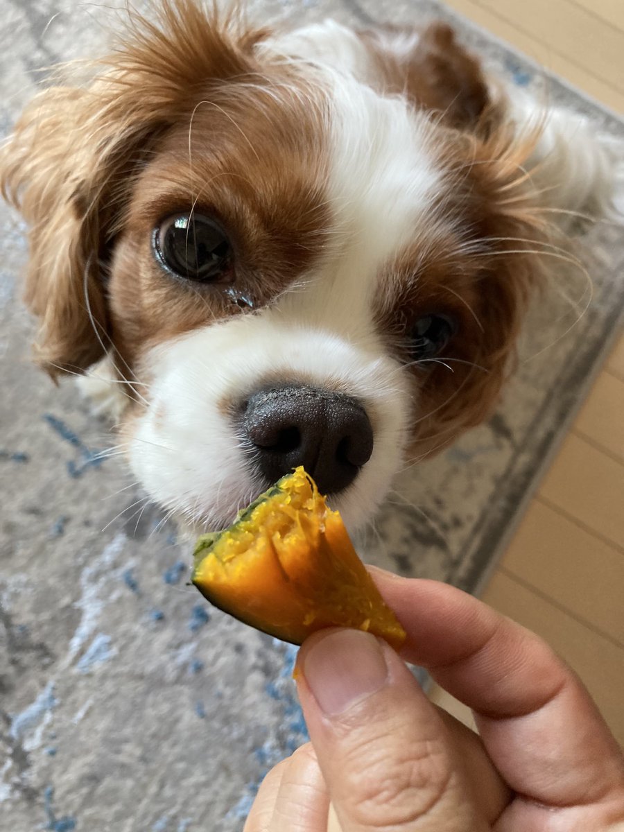 cando1998's tweet image. 最近食欲あり過ぎて体重は要注意かも☺️