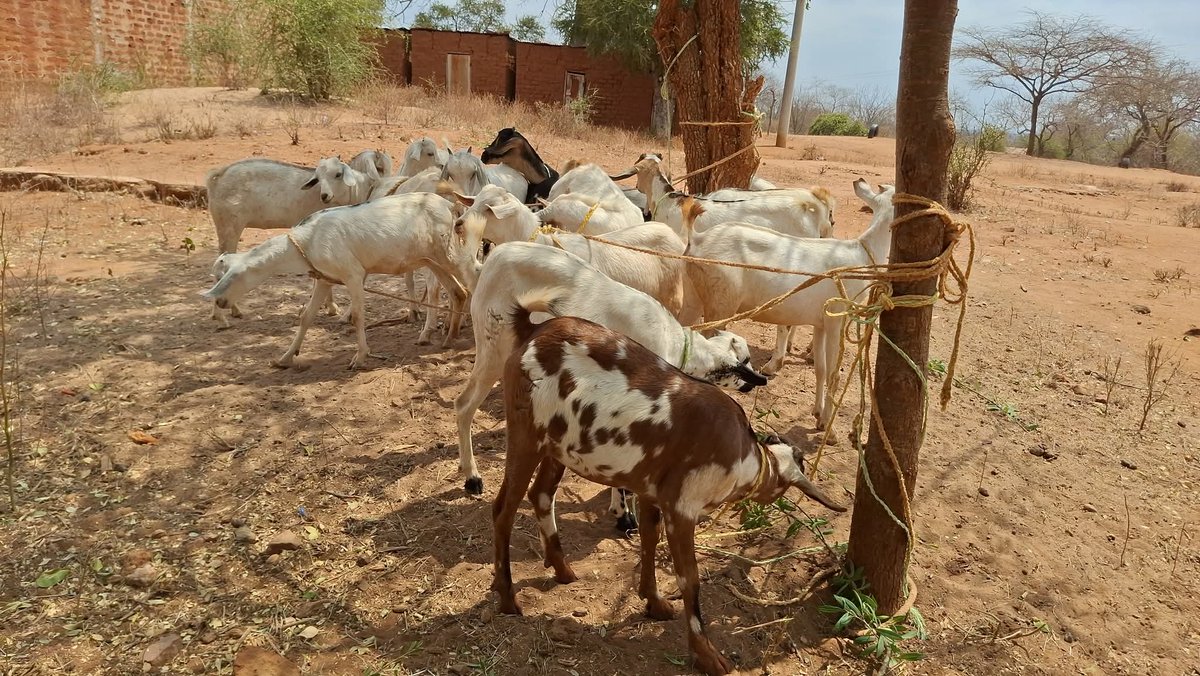 NCCK Nature Positive (@nps_ncck) on Twitter photo 15 members, 28 goats, 10 modern beehives.Muuwo Kalivu VSLA Group proves that unity + savings = transformation.
Supported by <a href="/NCCKKenya/">NCCK</a>, <a href="/Foodgrains/">Canadian Foodgrains Bank</a> & <a href="/UnitedChurchCda/">United Church Canada</a> 15 members, 28 goats, 10 modern beehives.Muuwo Kalivu VSLA Group proves that unity + savings = transformation.
Supported by <a href="/NCCKKenya/">NCCK</a>, <a href="/Foodgrains/">Canadian Foodgrains Bank</a> & <a href="/UnitedChurchCda/">United Church Canada</a>