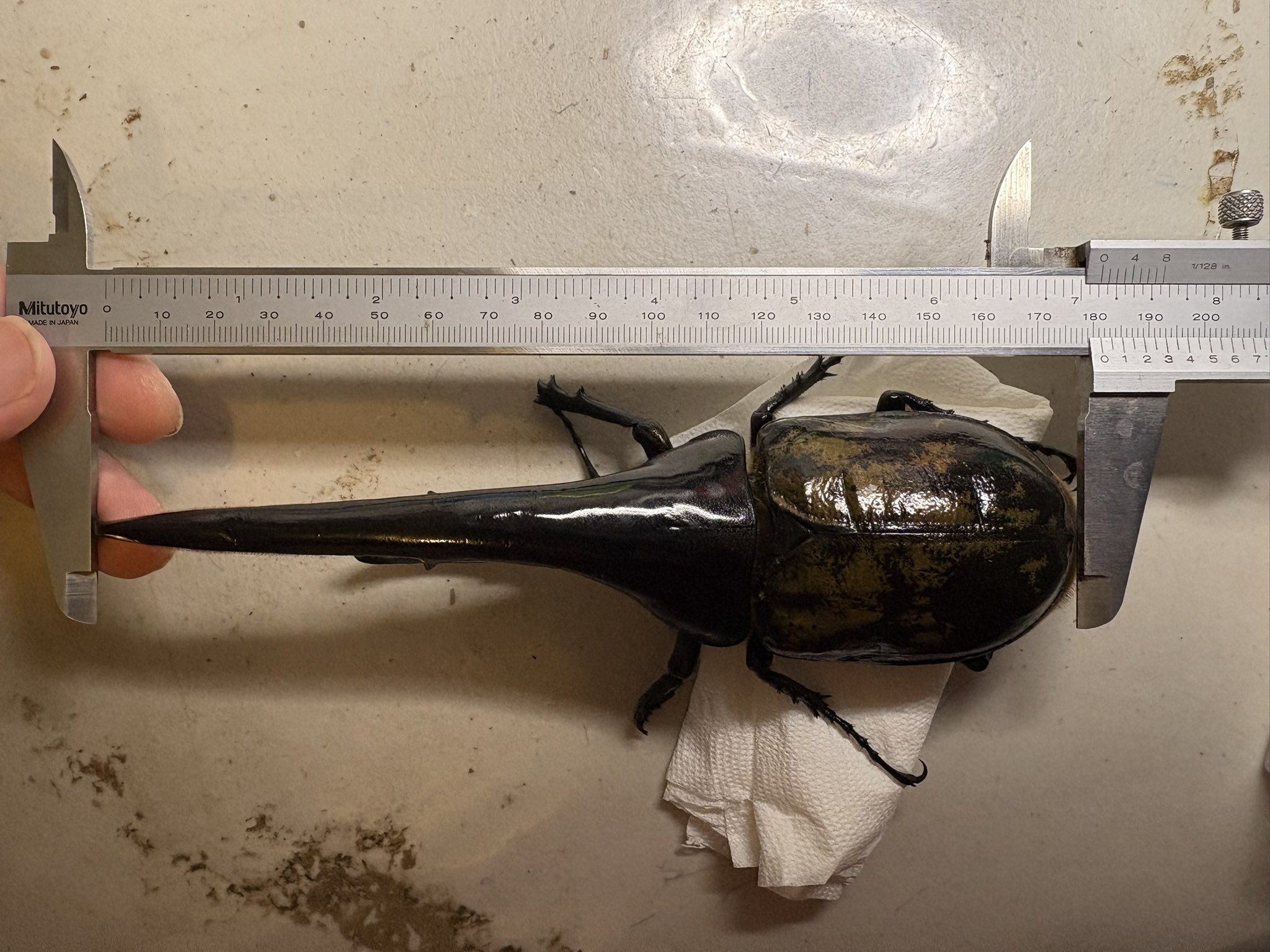 孤高の虎 カード検索 ｜ Z/X - Zillions of enemy X - ゼクス公式サイト