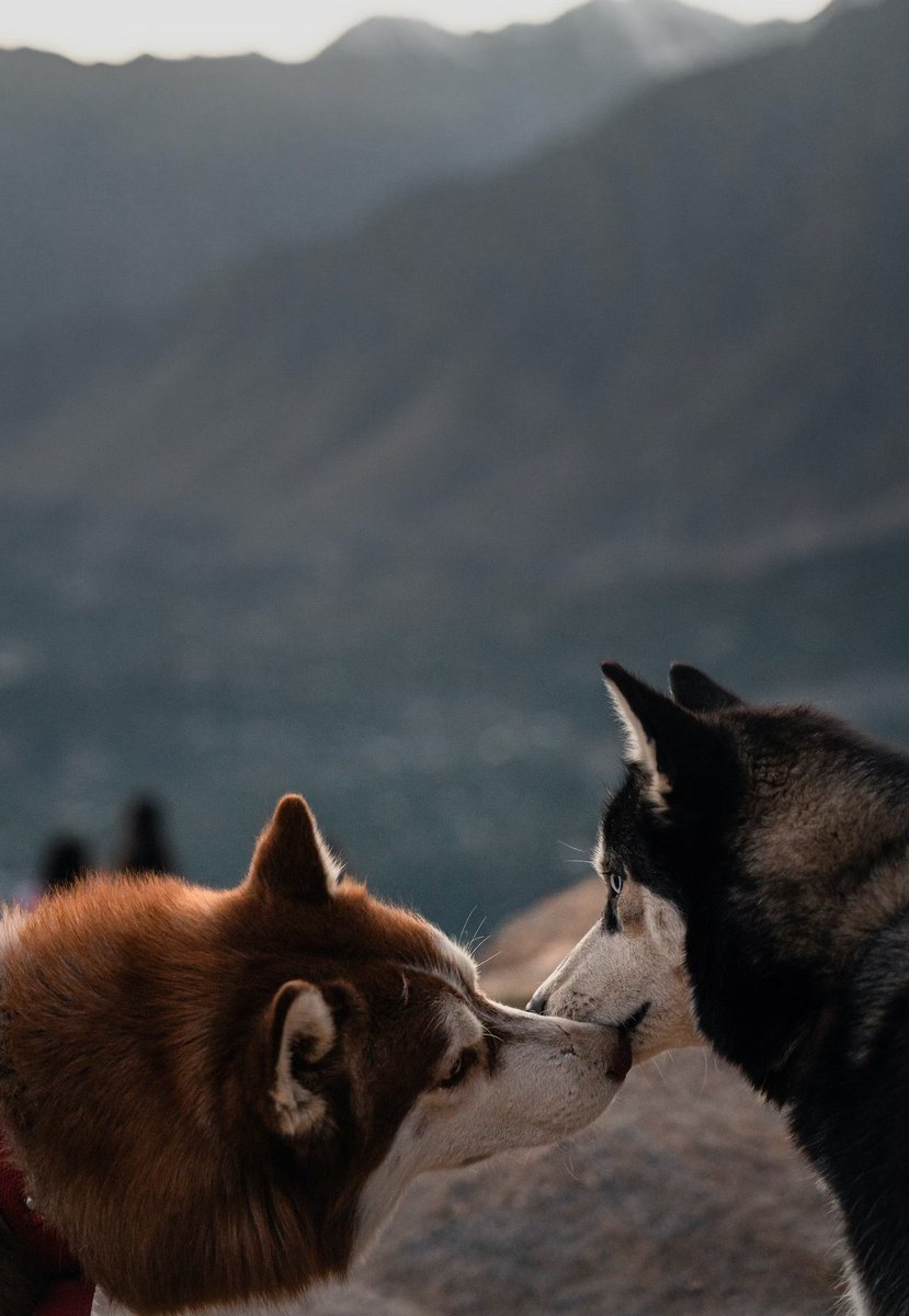 <a href="/gulyildizart/">Gül Yıldız</a> <a href="/P_Art_99/">PaulArt99</a> Hello!

Sharing my 1/1 photography below!

Title : love at first woof 🐶 

0.20 $ETH

foundation.app/mint/eth/0x70a…