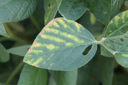 Crop Protection Network (@cropnetwork) on Twitter photo Check out Diagnosing Interveinal Chlorosis in Soybeans — it’s not just SDS from Extension at doi.org/10.31274/cpn-2….
<a href="/cropdoc08/">Kiersten Wise</a> <a href="/baldpathologist/">Tom Allen</a> <a href="/febina_m/">Febina Mathew</a> <a href="/dsmuelle/">Daren Mueller</a> <a href="/DTelenko/">Darcy Telenko</a> <a href="/DylanMangel/">Dylan Mangel</a> <a href="/BisonBeanDoc/">Wade Webster</a> <a href="/badgercropdoc/">Damon L. Smith</a> <a href="/MartinChilvers1/">Martin Chilvers</a> <a href="/alabamaED/">Ed Sikora</a> <a href="/MandyBish1/">Mandy Bish</a> <a href="/maddishires/">Maddi Shires</a> Check out Diagnosing Interveinal Chlorosis in Soybeans — it’s not just SDS from Extension at doi.org/10.31274/cpn-2….
<a href="/cropdoc08/">Kiersten Wise</a> <a href="/baldpathologist/">Tom Allen</a> <a href="/febina_m/">Febina Mathew</a> <a href="/dsmuelle/">Daren Mueller</a> <a href="/DTelenko/">Darcy Telenko</a> <a href="/DylanMangel/">Dylan Mangel</a> <a href="/BisonBeanDoc/">Wade Webster</a> <a href="/badgercropdoc/">Damon L. Smith</a> <a href="/MartinChilvers1/">Martin Chilvers</a> <a href="/alabamaED/">Ed Sikora</a> <a href="/MandyBish1/">Mandy Bish</a> <a href="/maddishires/">Maddi Shires</a>