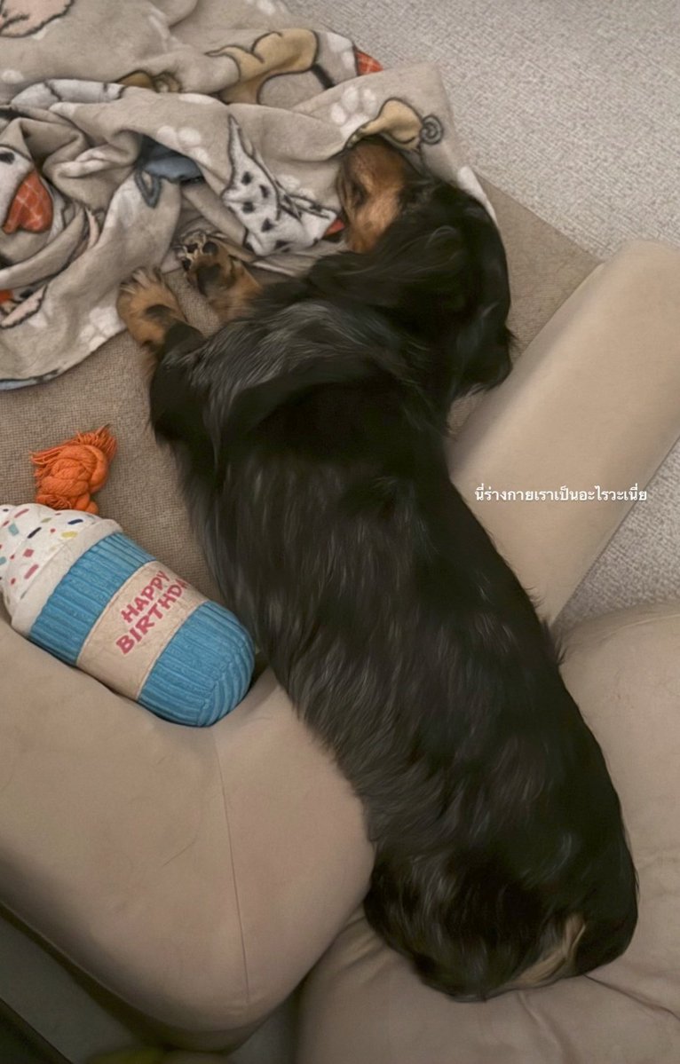 Sampiyo_freen's tweet image. Fyfy 💤💤💤 

#srchafreen‌ #Fluffy