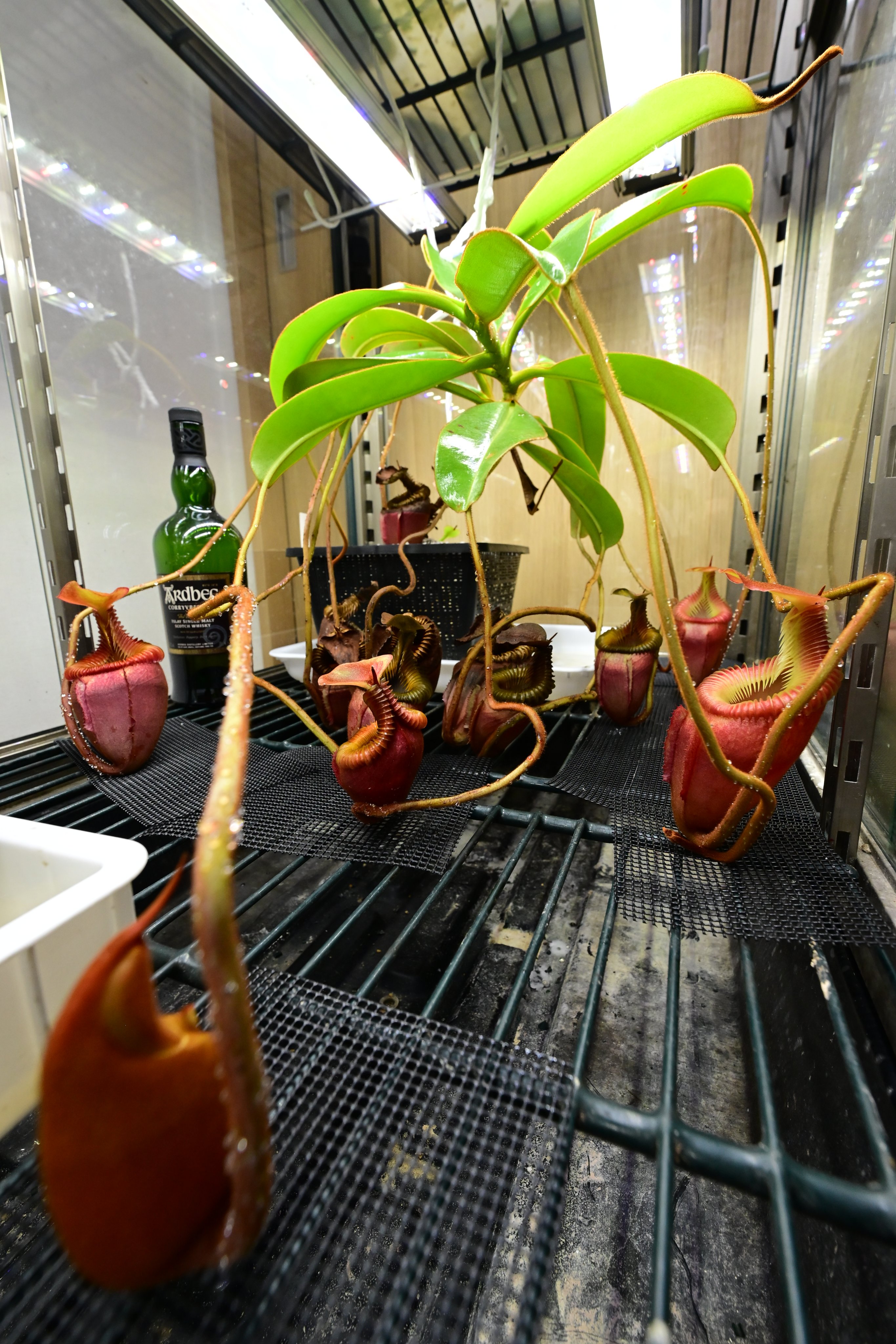 自己主張する植物 61ZK0iSEw7L._UF350,350_QL50_.jpg