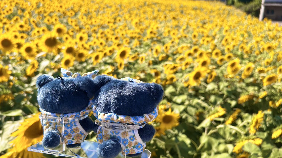 sirako888's tweet image. 🌻🌻🌻🌻🌻
(̨̡⸝⸝´꒳`⸝⸝)̧̢♡(̨̡⸝⸝´꒳`⸝⸝)̧̢
🌻🌻🌻🌻🌻