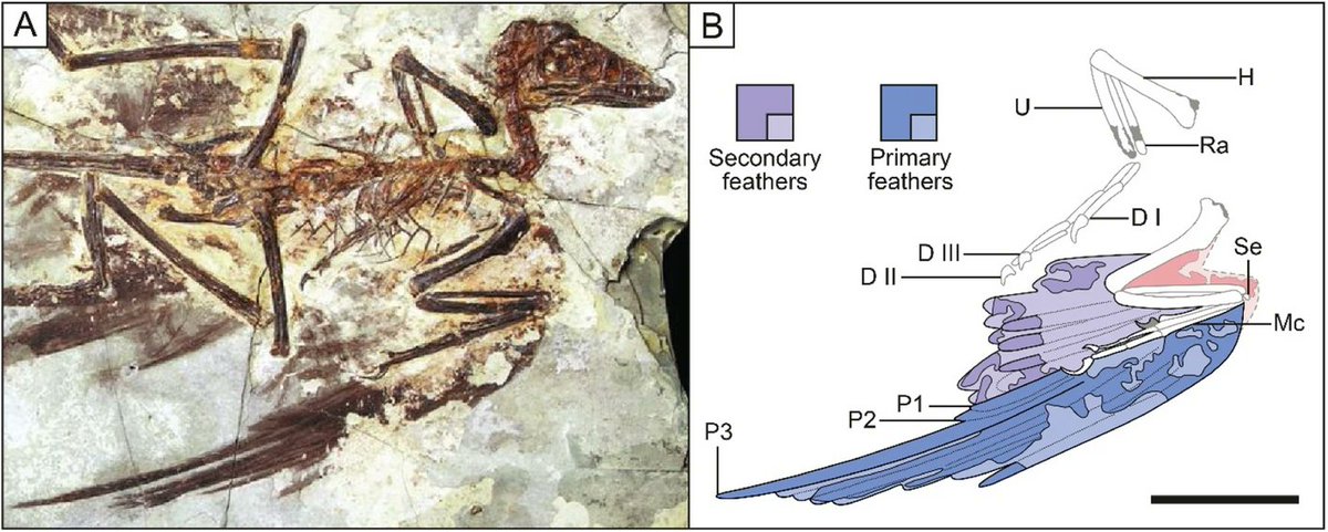 BMC Series (@bmc_series) on Twitter photo A study in #BMCEcolEvol reveals Microraptor wasn’t just gliding—it was built for speed. Using 14 fossils, <a href="/GrosmouginPaleo/">Maxime Grosmougin</a> & <a href="/PalaeoPittman/">Pittman Palaeo Lab</a> show this “four-winged” dinosaur had flight abilities comparable to modern falcons and shorebirds. #FossilFriday go.sn.pub/6wxiu0 A study in #BMCEcolEvol reveals Microraptor wasn’t just gliding—it was built for speed. Using 14 fossils, <a href="/GrosmouginPaleo/">Maxime Grosmougin</a> & <a href="/PalaeoPittman/">Pittman Palaeo Lab</a> show this “four-winged” dinosaur had flight abilities comparable to modern falcons and shorebirds. #FossilFriday go.sn.pub/6wxiu0