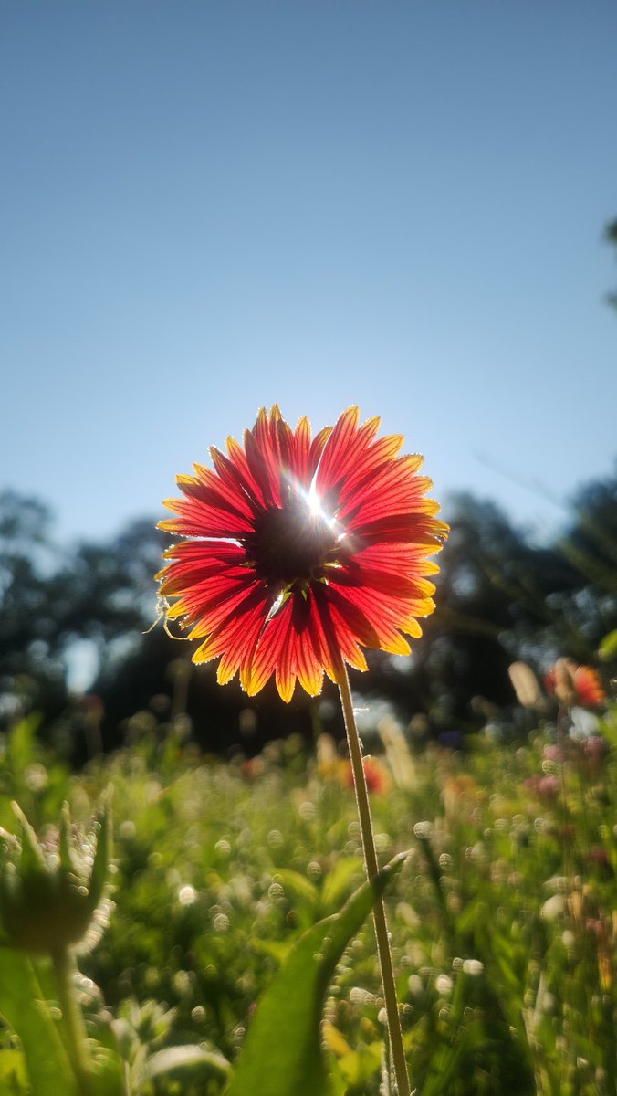 "Where flowers bloom, so does hope." - Lady Bird Johnson

Photo Credit: Darrin Morrissey