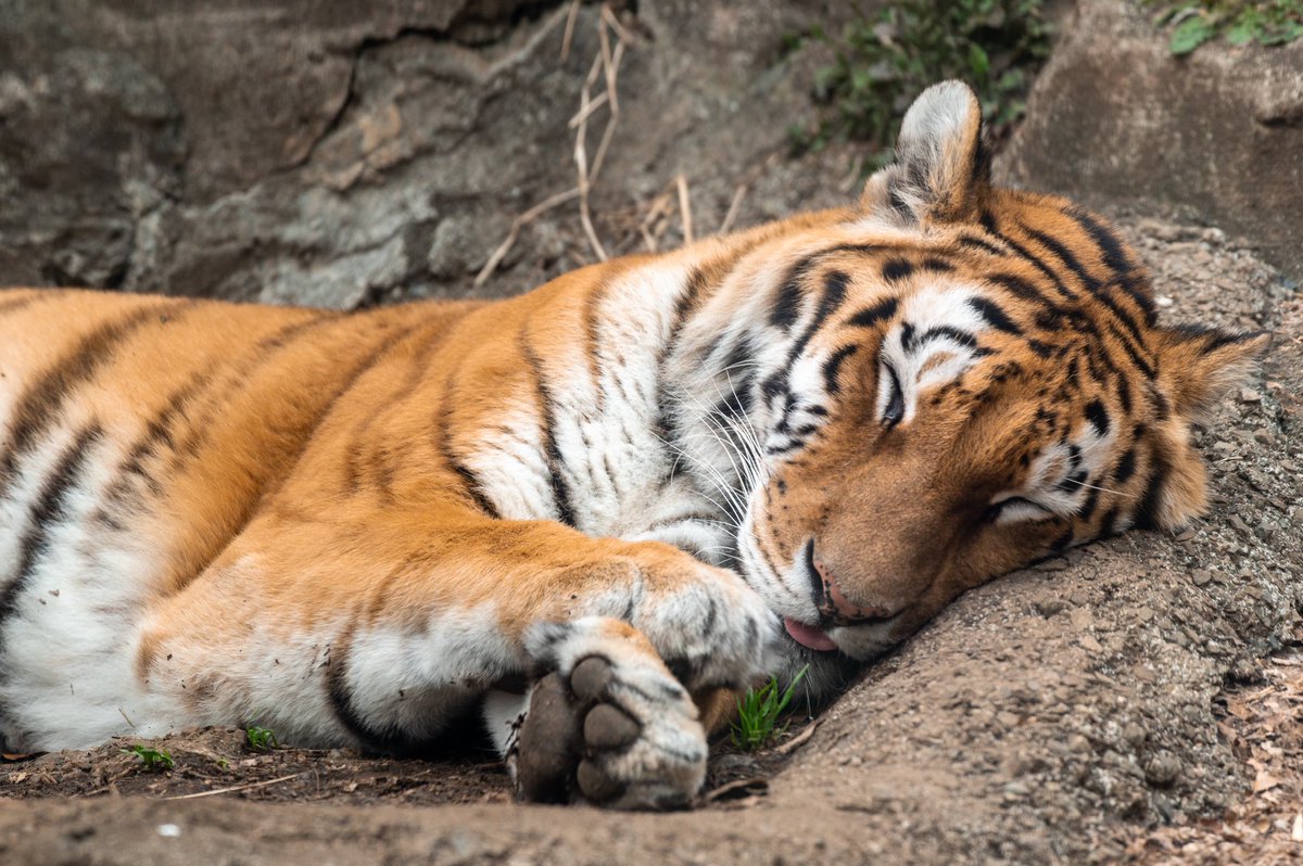 jinsei_nyannyan's tweet image. これからも幸せそうな寝顔をたくさん見たい
#アムールトラ #世界トラの日 #WorldTigerDay