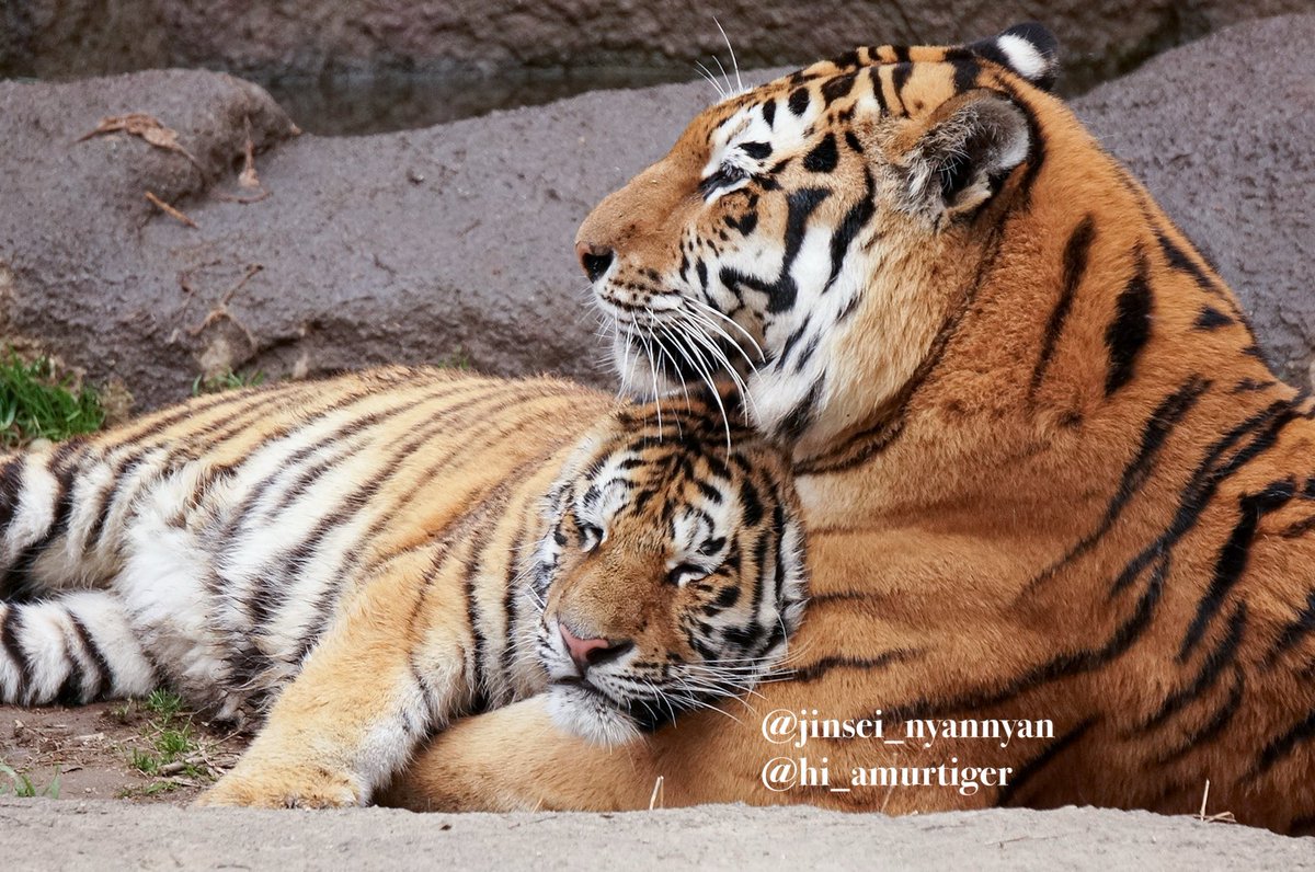 jinsei_nyannyan's tweet image. これからも幸せそうな寝顔をたくさん見たい
#アムールトラ #世界トラの日 #WorldTigerDay