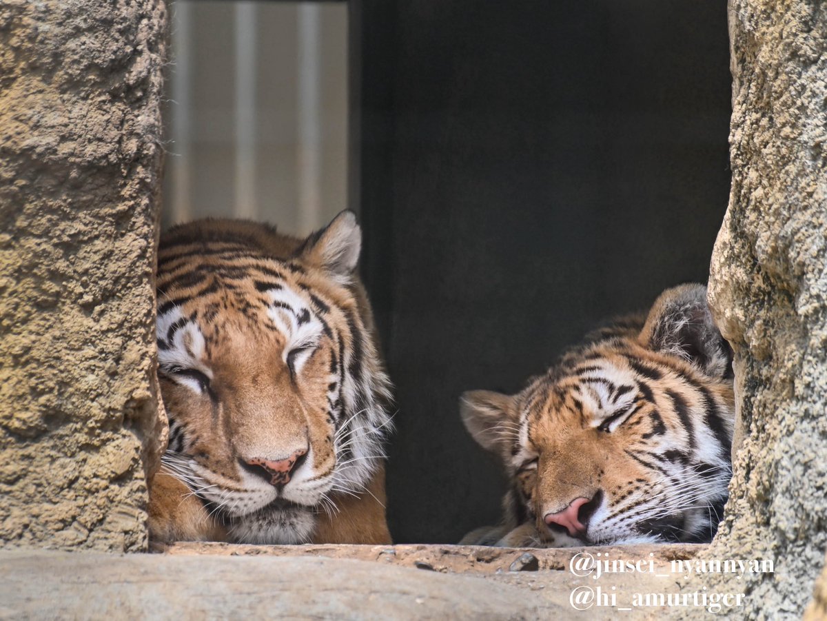 jinsei_nyannyan's tweet image. これからも幸せそうな寝顔をたくさん見たい
#アムールトラ #世界トラの日 #WorldTigerDay