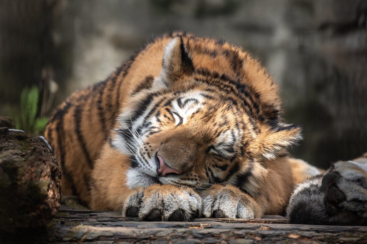 jinsei_nyannyan's tweet image. これからも幸せそうな寝顔をたくさん見たい
#アムールトラ #世界トラの日 #WorldTigerDay