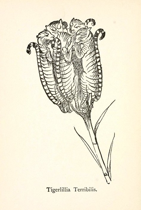 For #InternationalTigerDay... "Tigerlillia Terribilis" — from Edward Lear’s Nonsense Botany (1871–77).

More here: publicdomainreview.org/collection/edw… #InternationalTigerDay2022