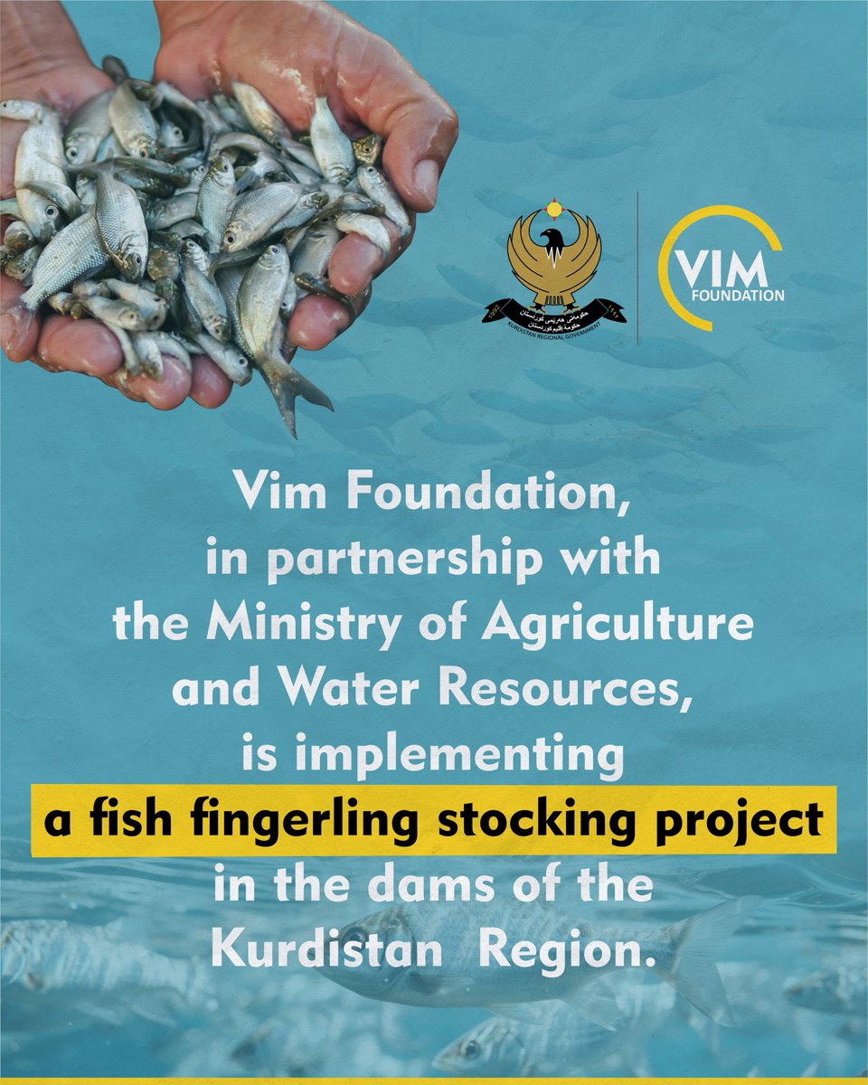 Vim Foundation, in coordination with the Ministry of Agriculture and Water Resources, is implementing a large-scale fish fingerling stocking project in the dams of the Kurdistan Region to enhance support for the aquatic ecosystem.

Over the past years, Vim Foundation has made