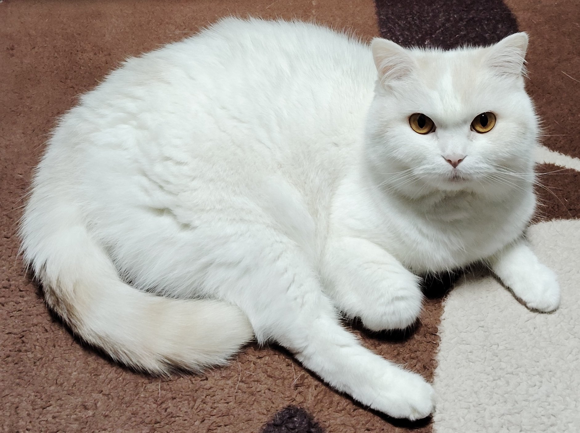 猫ぷぷ 福ちゃん on X: 