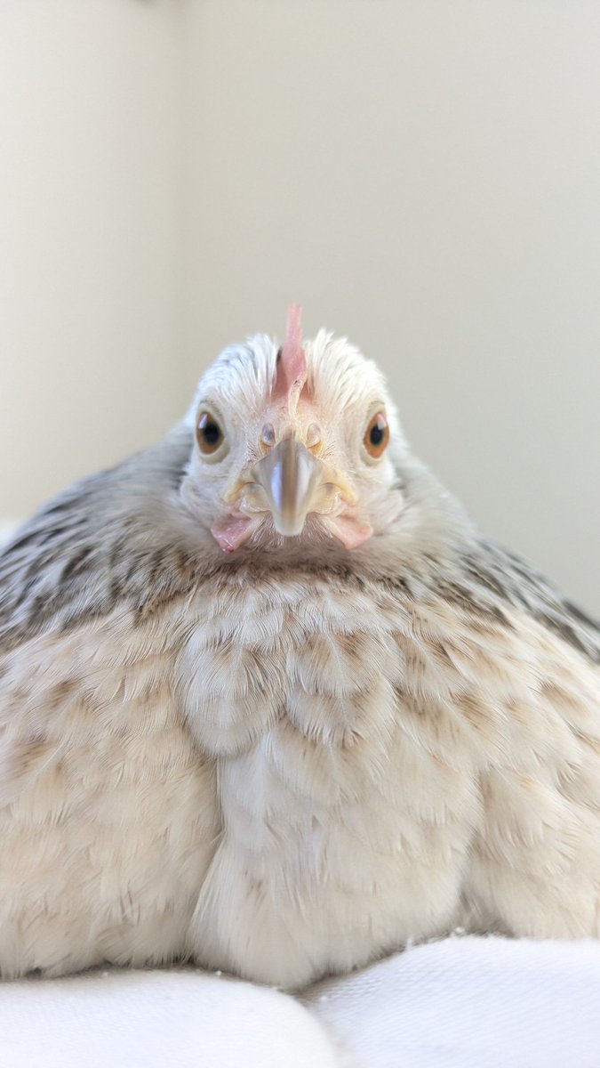 ちゃい主🐔 (@mnt9235) on Twitter photo 