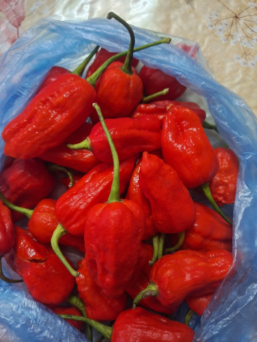 धर्को tweet media