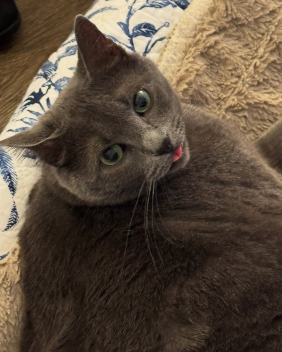 Thought I’d do a presentation for #tongueouttuesday. It’s hot though so I kept it to a minimum. Have a happy day everyone #Misty 💞💞🐾🐾💞💞 #kindness #friendship #love #catsofx #dogsofx