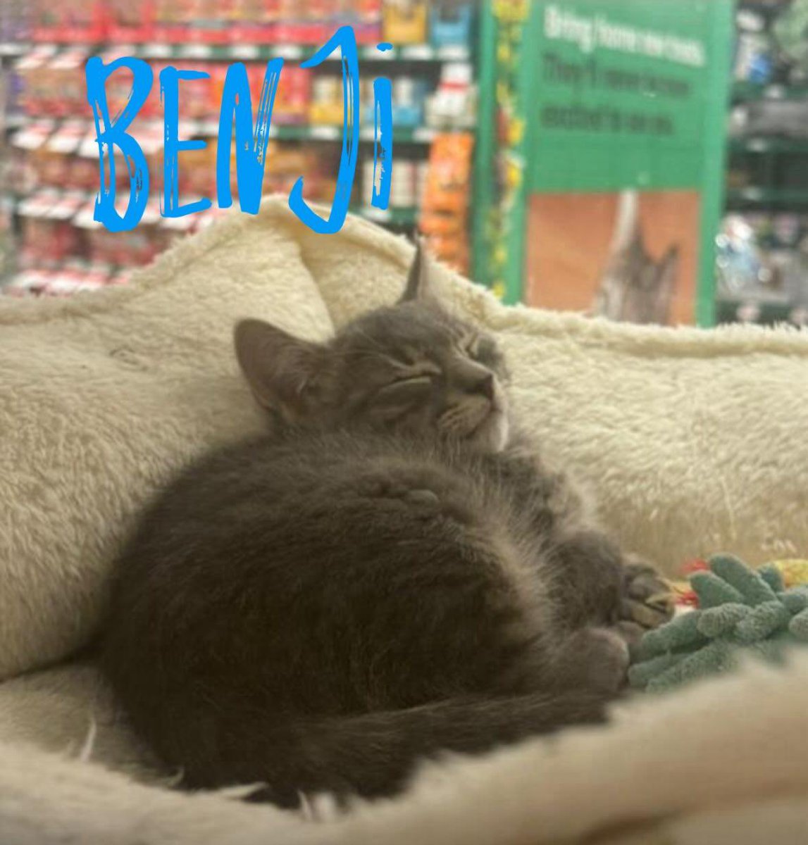 Meet Benji!

Playful and curious, exploring his surroundings with an energetic spirit

Loves affection often curling up in laps or snuggling against his human companions

Enjoys pouncing on toys, chasing after strings &amp; engaging in gentle play fights.

📍PetSuppliesPlus - Hazlet