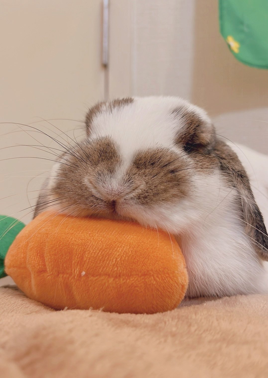 おれんじうさぎです。 うさぎのオレンジ 🍊✨ on X: 