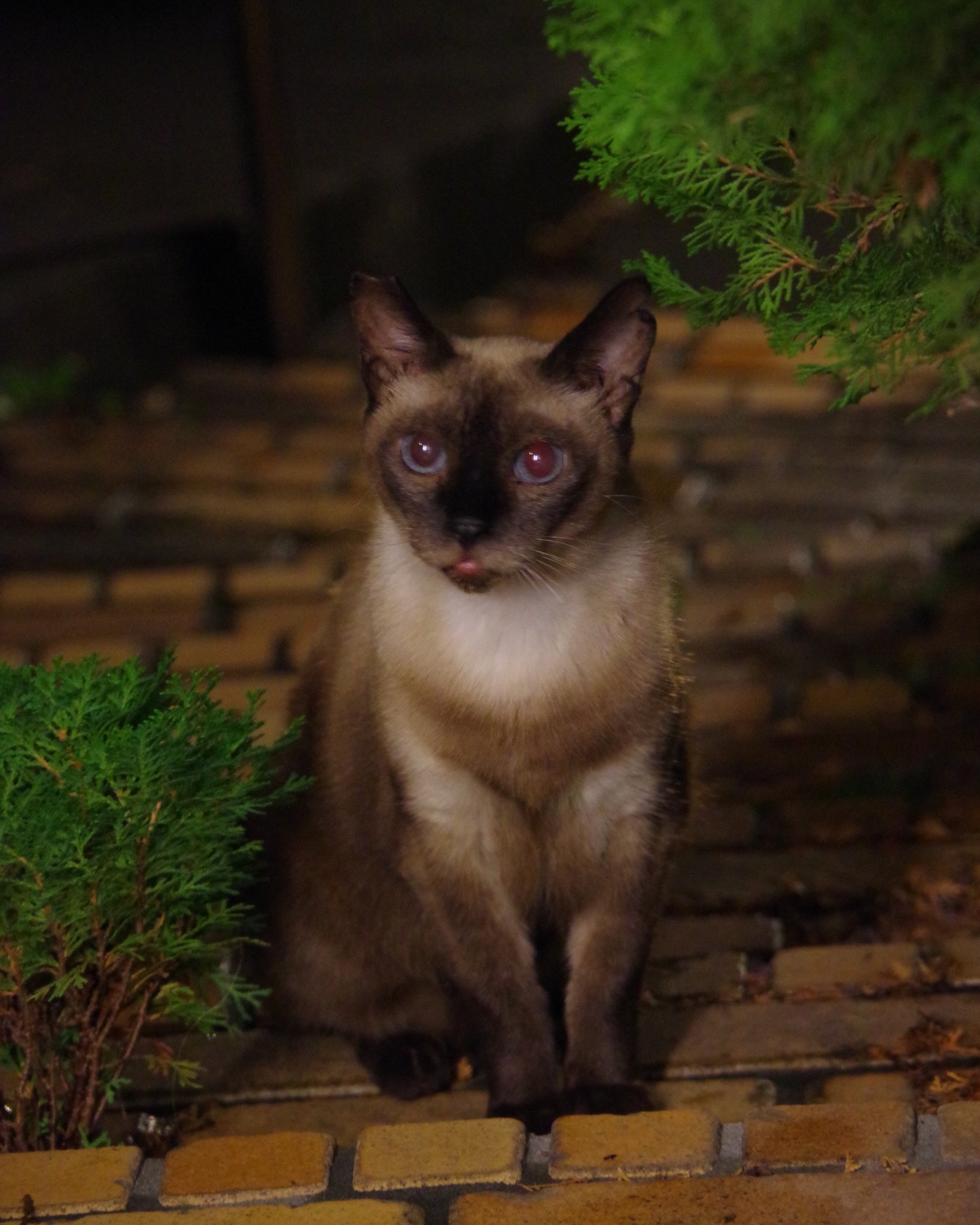 野良猫 見つめる野良猫 250609 - YouTube