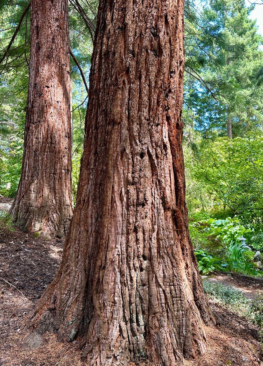 A couple of Giant Sequoia‘s for #thicktrunktuesday 
Hope your Tuesday is a good one 🌳🌳