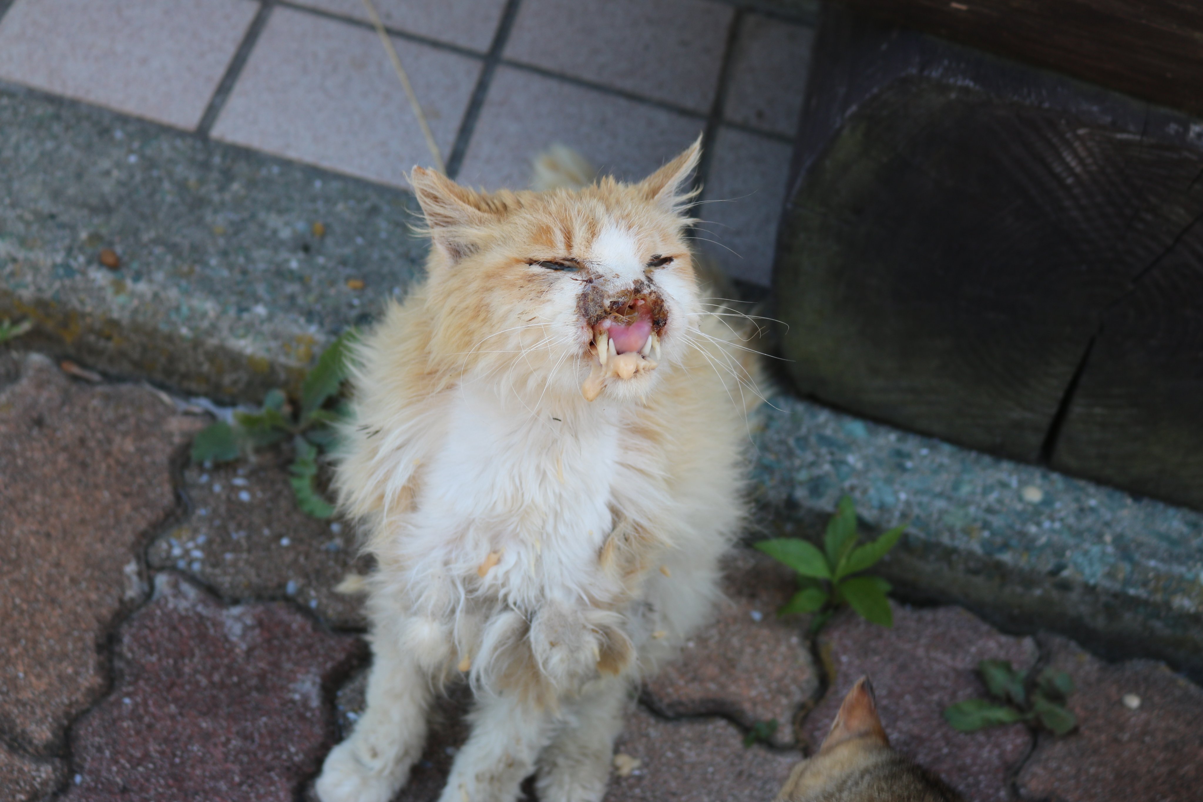 瀬戸の島じま 島の猫 The Secret Cat Island on the Seto Island Sea, Japan: Sanangi