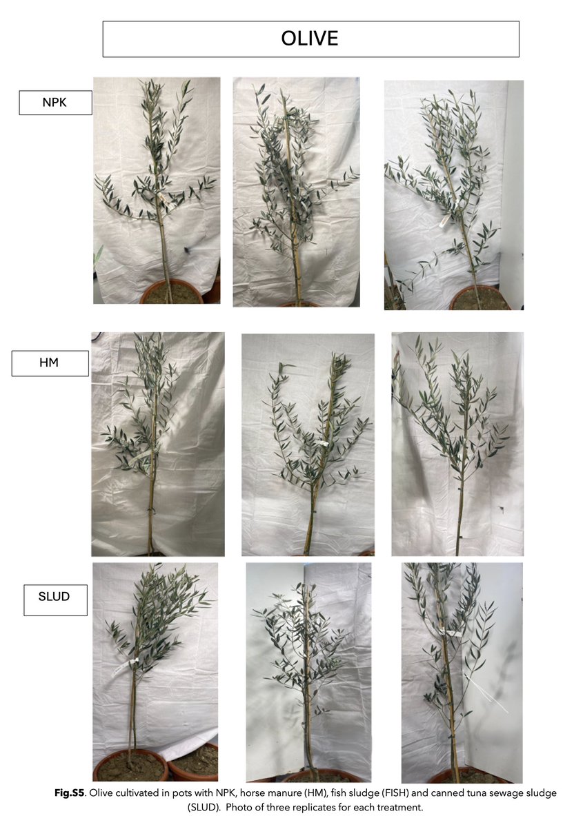 TunaMud: a new multi-purpose fertilizer from the canned tuna industry.

Preprint freely accessible <a href="/ChemRxiv/">ChemRxiv</a> 

doi.org/10.26434/chemr…

<a href="/AtunaNews/">ATUNA News</a>