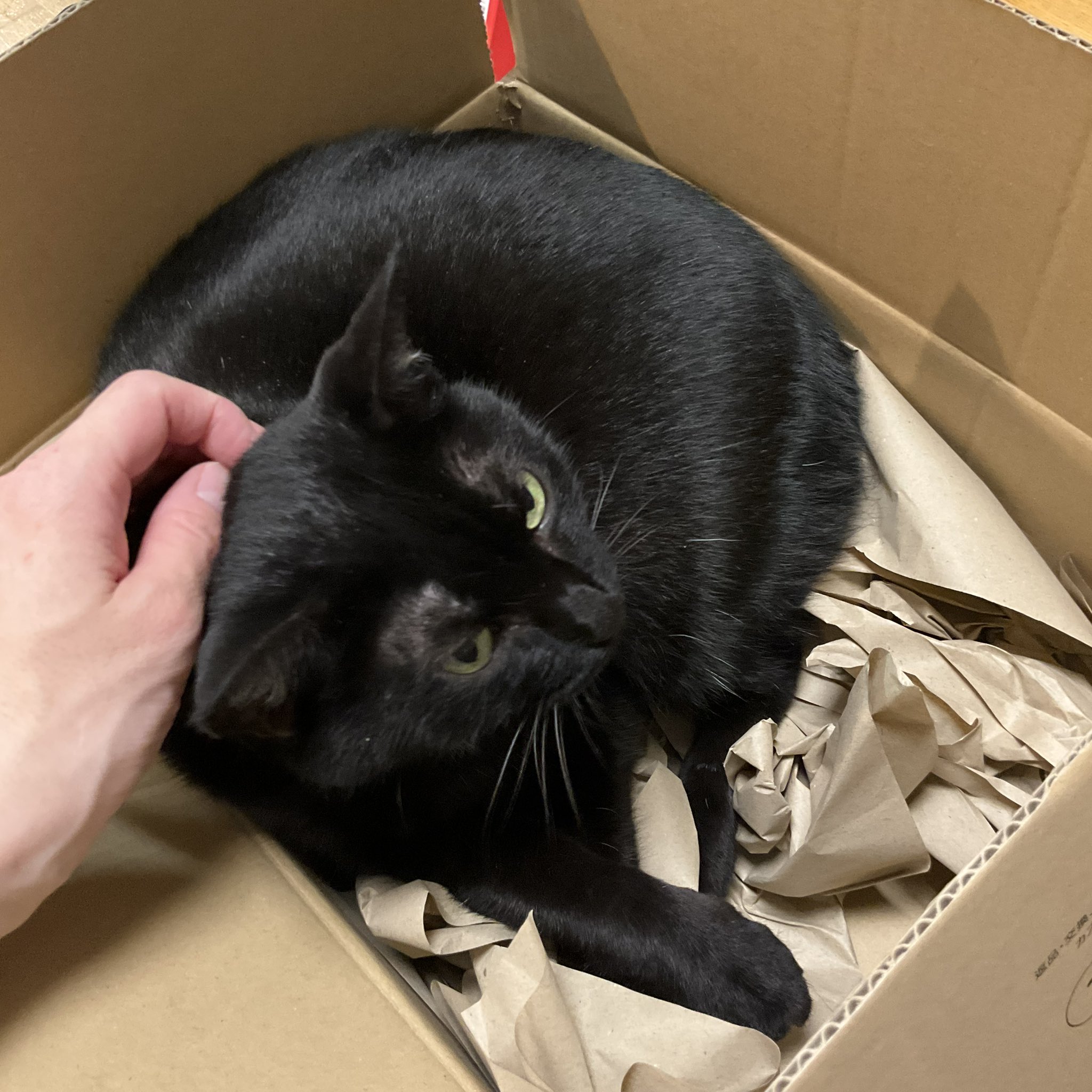 猫Ｋ　最終　値下げしました！ mqdefault.jpg