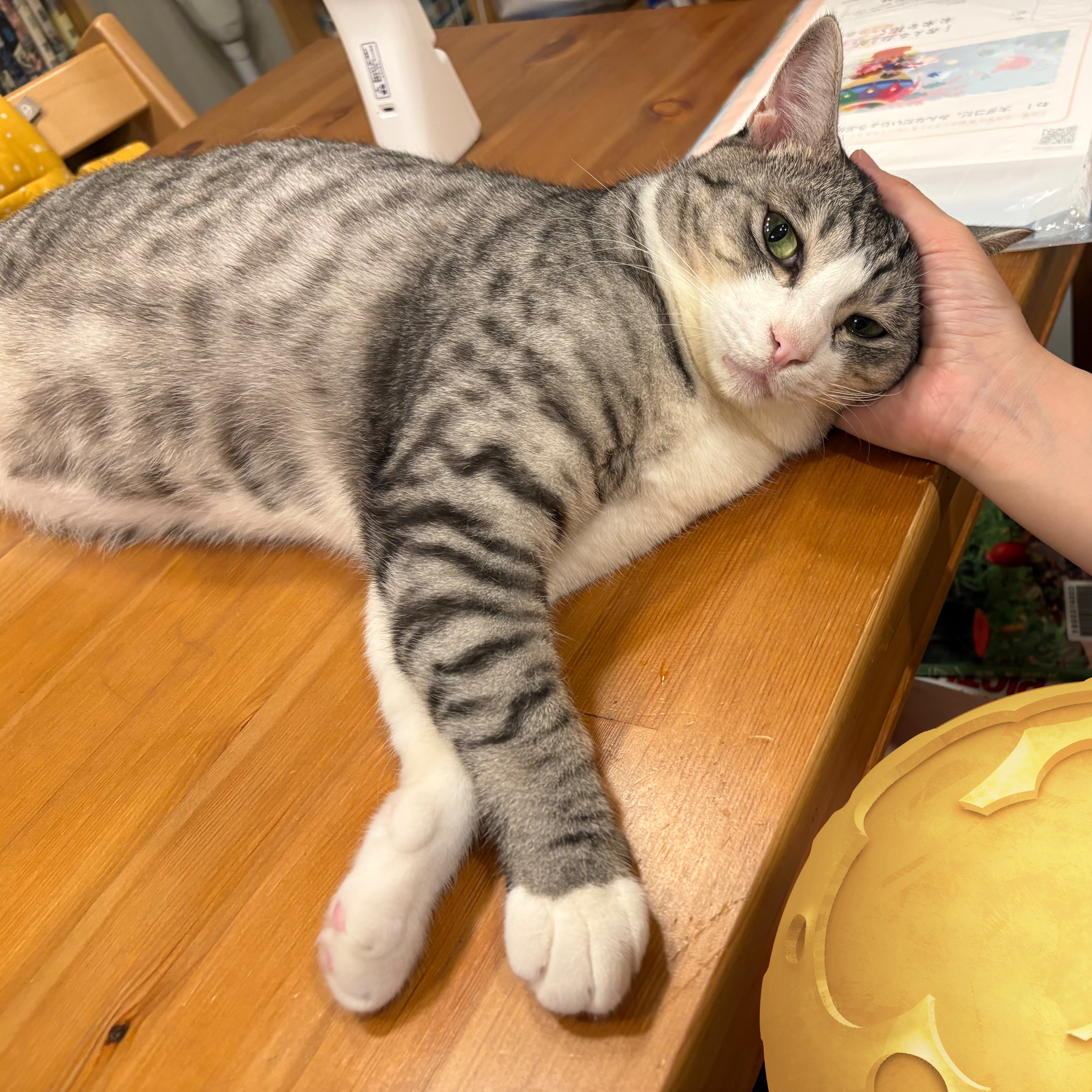 こいもちゃん🐈 on X: 