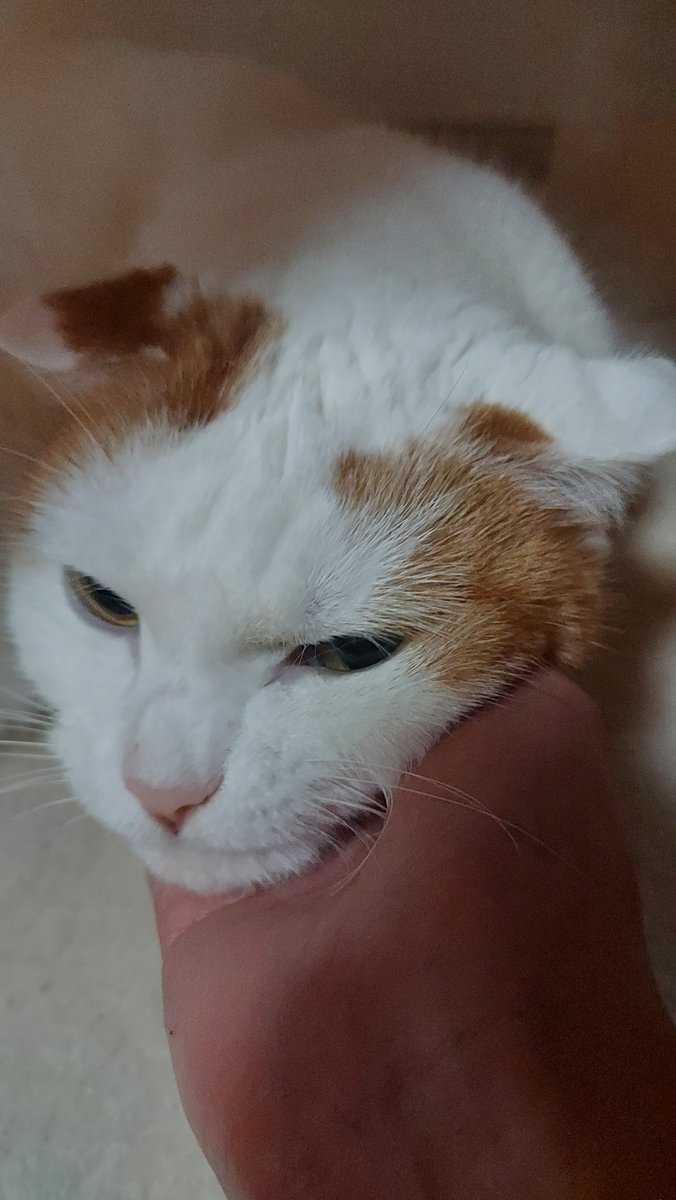 chirorururu_cos's tweet image. めちゃくちゃ怒ってる顔で撫でられているねこさま