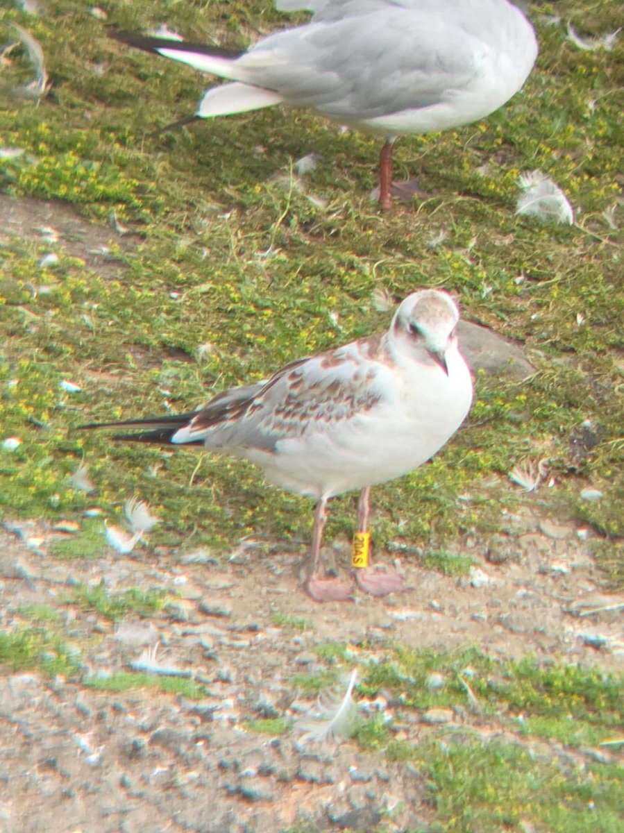 Roger Walsh tweet media