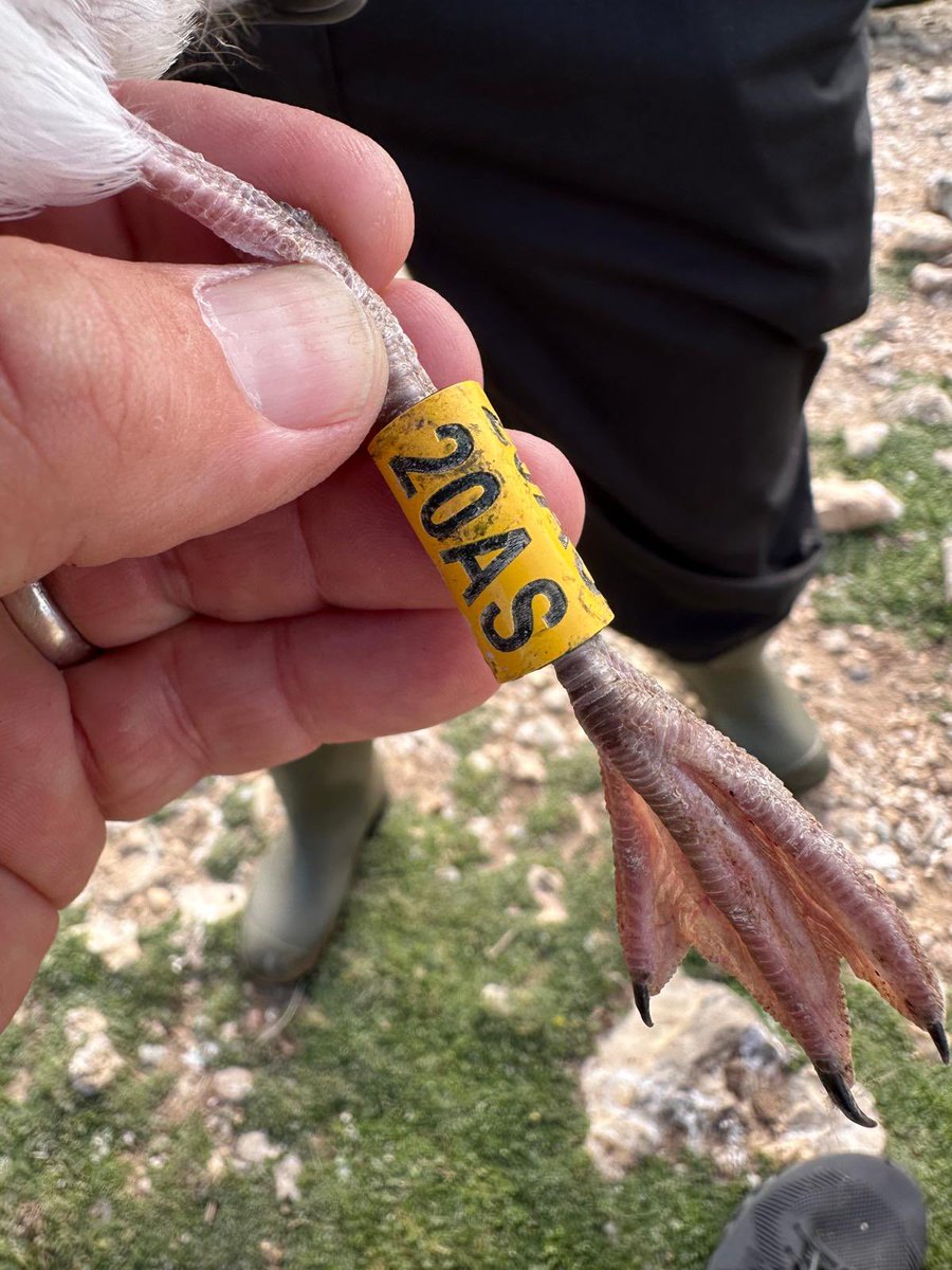 Roger Walsh tweet media