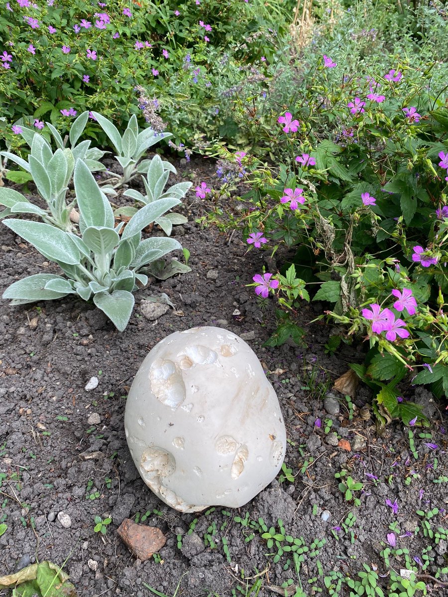 Gatton Park tweet media