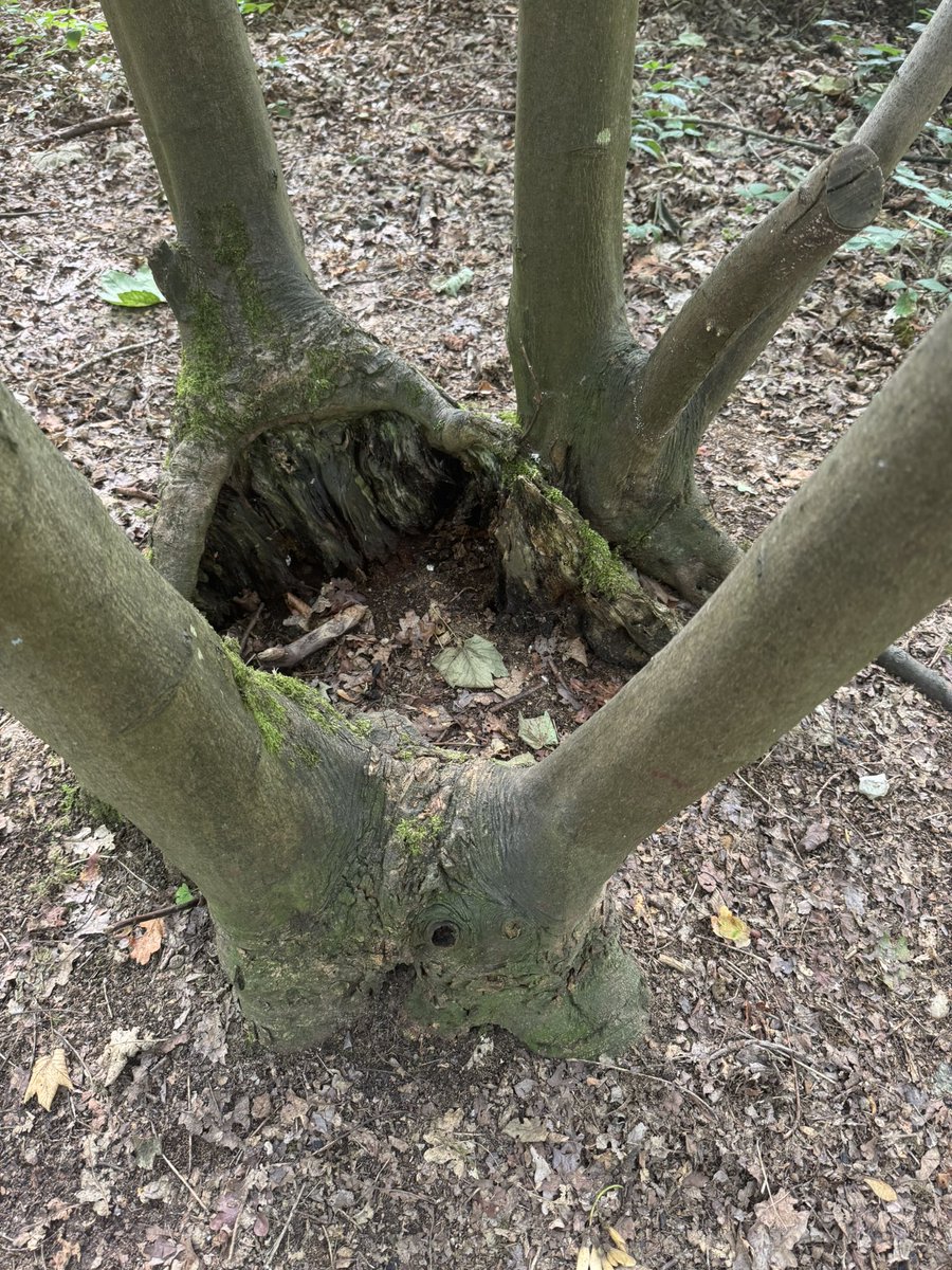 jody04138434's tweet photo. #awitches #woodland #couldron https://t.co/yZA14ShbRf
