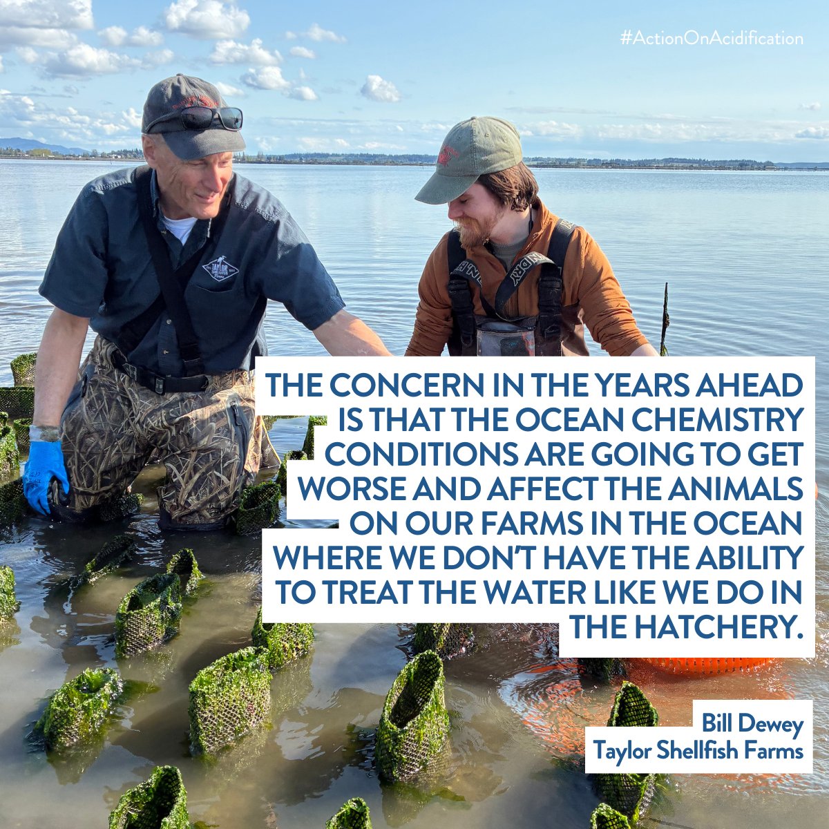 Intl. Alliance to Combat Ocean Acidification (@oa_alliance) on Twitter photo ⚠️ #OceanAcidification is not a new challenge for people like Bill Dewey from <a href="/taylorshellfish/">Taylor Shellfish</a>.
Eighteen years ago, they witnessed the impact of OA on their farmed #oysters, with mass die-offs threatening their livelihoods.
“It was a crisis, the industry was going to collapse.” ⚠️ #OceanAcidification is not a new challenge for people like Bill Dewey from <a href="/taylorshellfish/">Taylor Shellfish</a>.
Eighteen years ago, they witnessed the impact of OA on their farmed #oysters, with mass die-offs threatening their livelihoods.
“It was a crisis, the industry was going to collapse.”