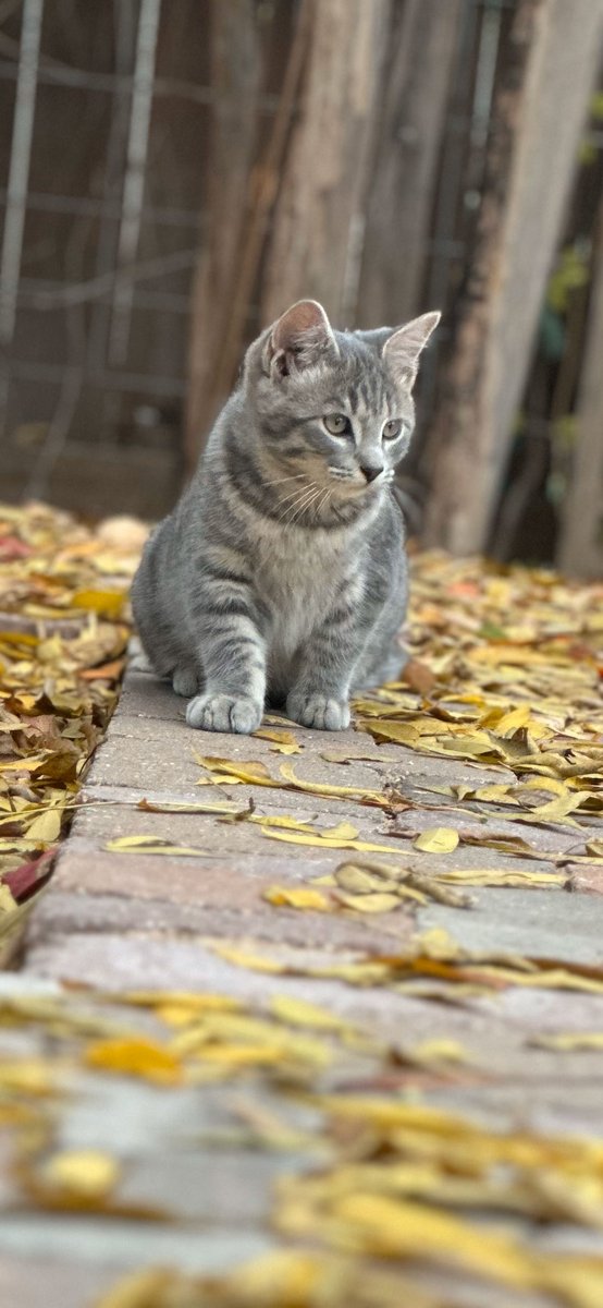 Gone too soon...Going to miss this little guy