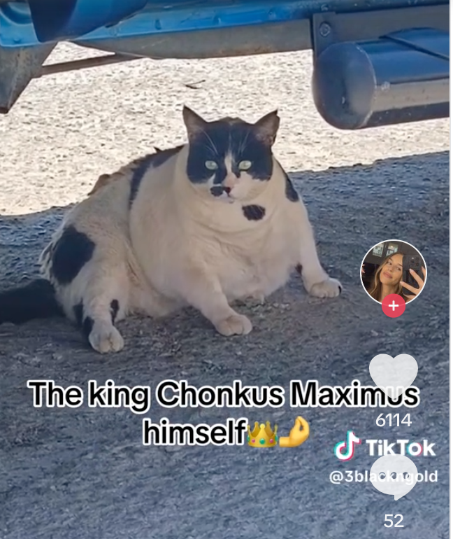 chonkusofficial's tweet photo. when you wake up after that 14h nap by a tourist screaming at me https://t.co/YsS3rGkdyP