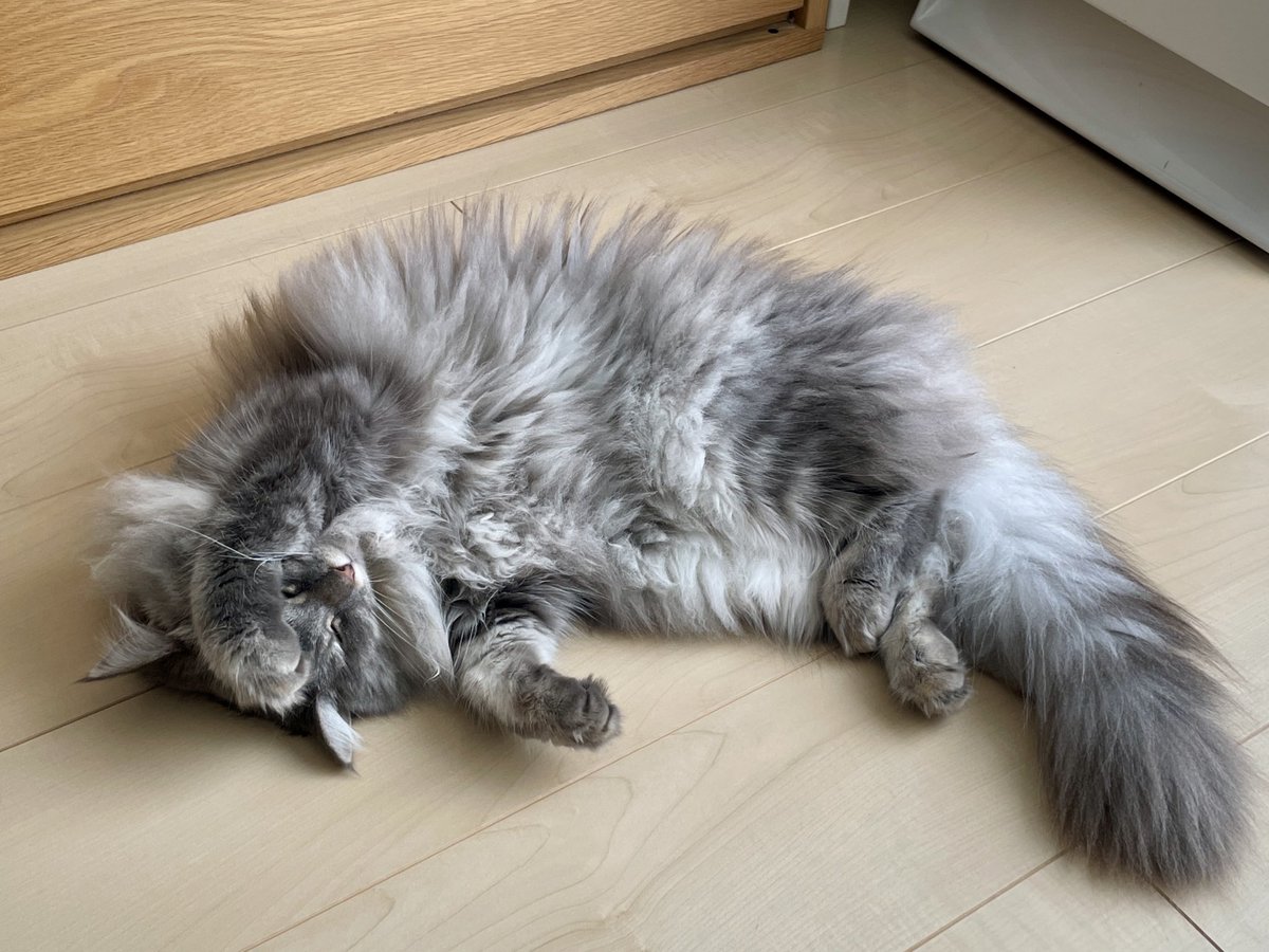 #ねこ落ち選手権