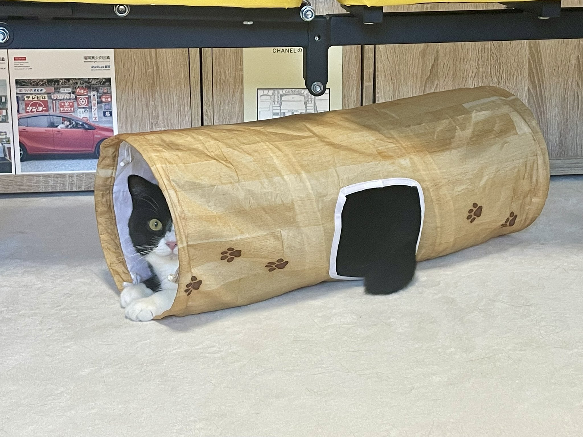 ◯●猫太郎ページ●◯ たろう on X: 