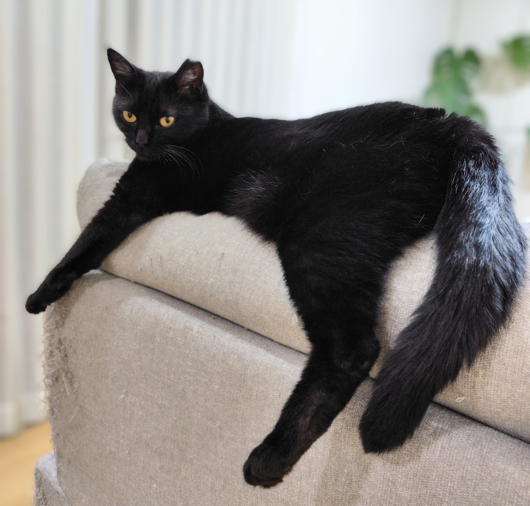 黒猫くまこ🐈‍⬛🐾 on X: 